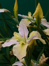 Light Yellow Louisiana Iris (Pale Yellow and Light Lavender, Midseason), Iris (light yellow and lavender)